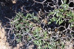 Pelargonium crithmifolium