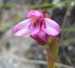 Disa vaginata