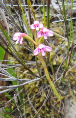 Disa vaginata