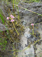 Disa vaginata