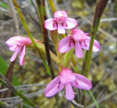 Disa vaginata