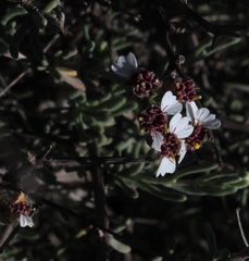 Eriocephalus brevifolius