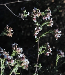 Eriocephalus brevifolius