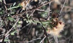 Eriocephalus brevifolius