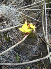 Disa tenuifolia