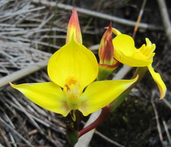 Disa tenuifolia