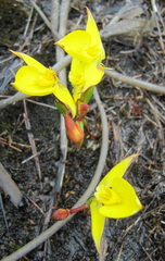 Disa tenuifolia