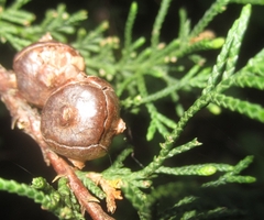 Cupressus pygmaea