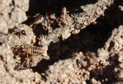 Fulleritermes mallyi