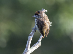 Picumnus squamulatus