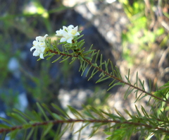 Lachnaea diosmoides