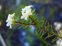 Lachnaea diosmoides