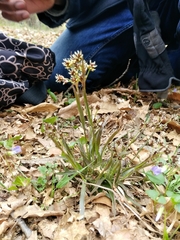 Luzula multiflora multiflora