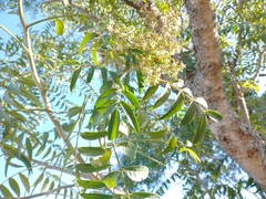 Zanthoxylum coco