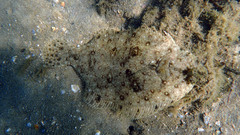 Pseudorhombus jenynsii