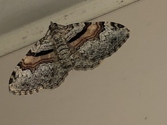 Xanthorhoe labradorensis