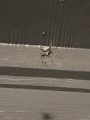 Araneus bicentenarius