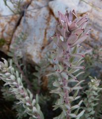 Leucospermum wittebergense
