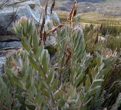Leucospermum wittebergense
