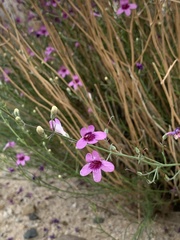 Penstemon thurberi