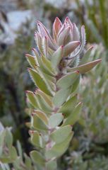 Leucospermum wittebergense
