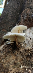 Leucoagaricus meleagris
