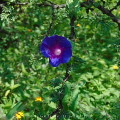 Ipomoea decasperma