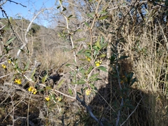 Berberis ruscifolia