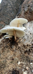 Leucoagaricus meleagris