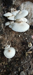 Leucoagaricus meleagris