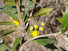 Berberis ruscifolia