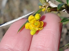 Berberis ruscifolia