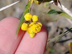 Berberis ruscifolia
