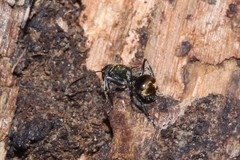 Polyrhachis aurea