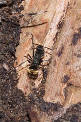 Polyrhachis aurea