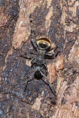Polyrhachis aurea