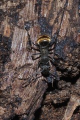 Polyrhachis aurea