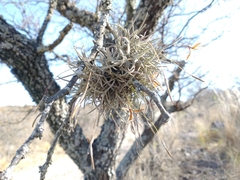 Tillandsia virescens