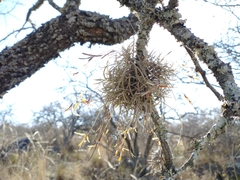 Tillandsia virescens