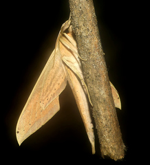 Xylophanes loelia