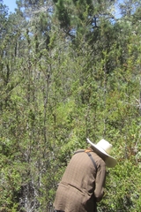 Cupressus pygmaea