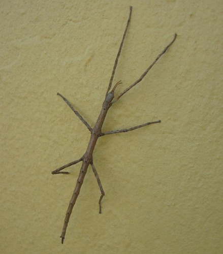 Photo of Cape Stick Insect (Phalces brevis)