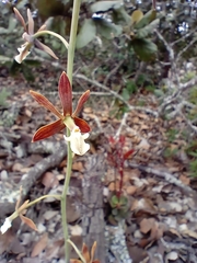 Prosthechea michuacana