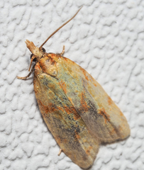 Sparganothis sulfureana