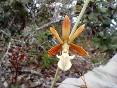 Prosthechea michuacana