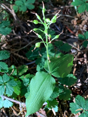 Neottia banksiana