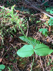 Neottia banksiana