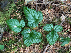 Rubus nivalis
