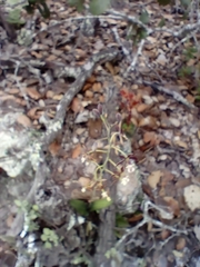 Prosthechea michuacana