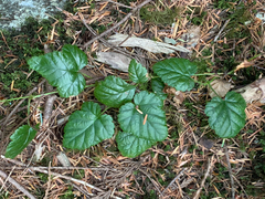 Rubus nivalis